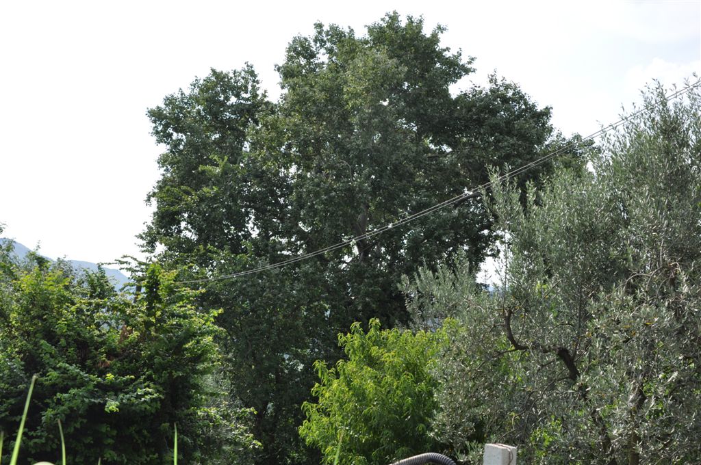 Populus nigra / Pioppo nero